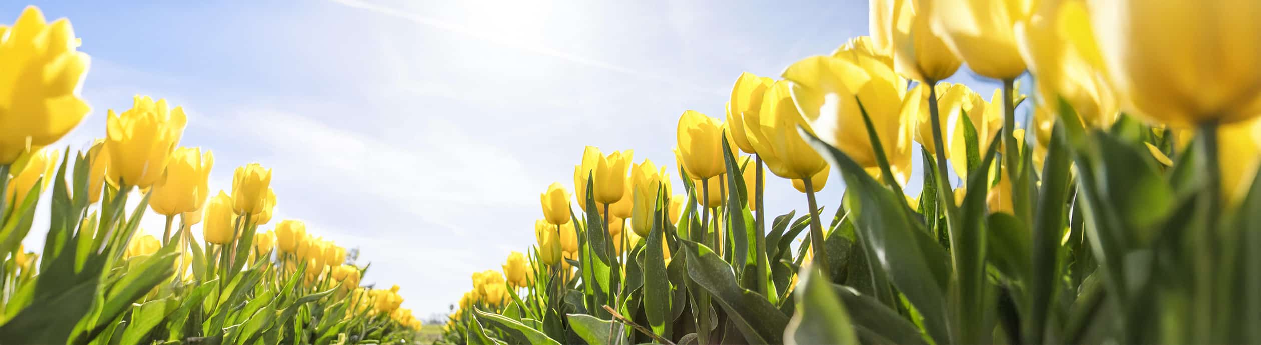 Start in den Frühling - jetzt mit vollem Elan zum Wunschgewicht