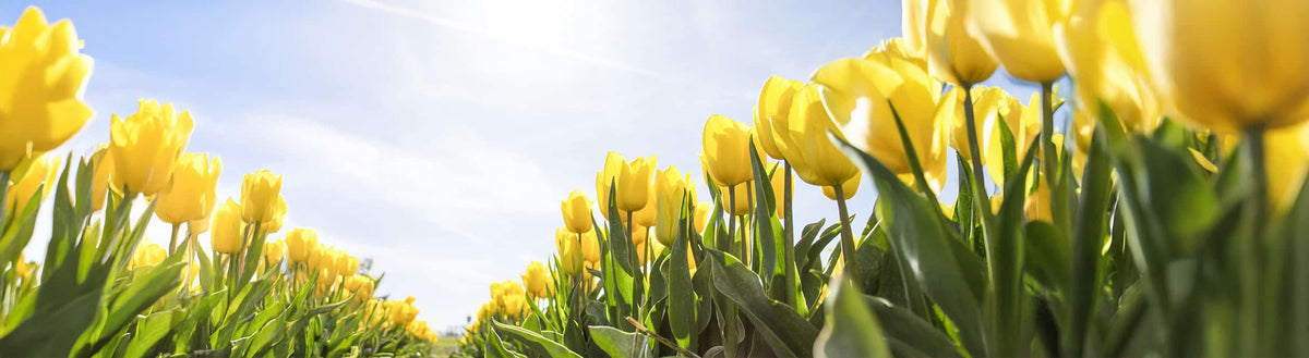 Gelbe Tulpen im Sonnenlicht als Symbol für den Frühlingsstart zum Wunschgewicht